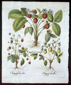 Trzy odmiany truskawek, talerz 116, od Hortus Eystettensis by Basil Besler (1561-1629) pub w 1613 r. (ręcznie barwiony grawerunek) autorstwa German School