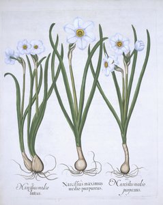 Trzech białych Narcyzów, z Hortus Eystettensis, autorstwa Basila Beslera (1561-1629) wyd. 1613 (ręcznie kolorowane grawerowanie) autorstwa German School