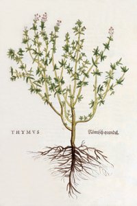 Thymus [tymianek], ilustracja z De historia stirpium commentarii insignes Leonharda Fuchsa, wydanie 1542 (kolorowy drzeworyt) autorstwa German School