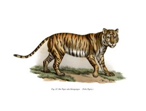 Tygrys, 1860 r autorstwa German School