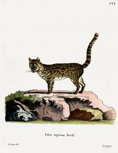 Tiger Cat (kolorowy grawerunek) autorstwa German School