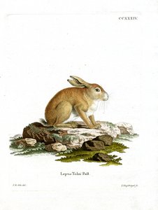 Tolai Hare (kolorowy grawerunek) autorstwa German School