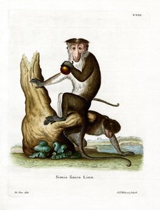 Toque Macaque (kolorowy grawer) autorstwa German School
