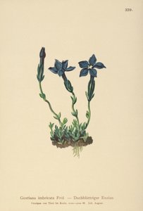 Goryczka Triglav (Gentiana terglouensis, Gentiana imbricata) autorstwa German School