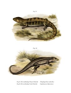 Tropidogerrrhon rudicollis (kolor lito) autorstwa German School
