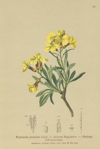 Czernica (Erysimum pumilum, Erysimum alpinum) autorstwa German School