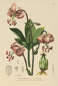 Turks Cap Lily (Lilium Martagon) autorstwa German School