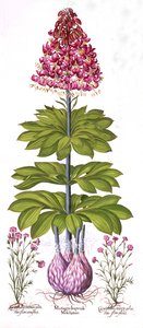 Turks Cap Lily and Dianthus, z Hortus Eystettensis, Basil Besler (1561-1629), wyd. 1613 (grawerowanie ręcznie kolorowane) autorstwa German School