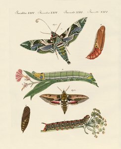 Zmierzch motyl autorstwa German School