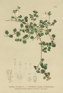 Bliźniak (Linnaea borealis) autorstwa German School