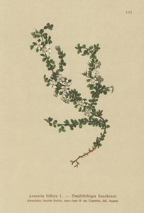 Sandwort dwukwiatowy (Arenaria biflora) autorstwa German School
