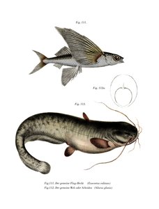 Dwuskrzydły Flyingfish (kolor lito) autorstwa German School