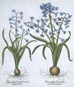 Dwa niebieskie Hiacynty, z Hortus Eystettensis, autorstwa Basila Beslera (1561-1629) wyd. 1613 (ręcznie kolorowane grawerowanie) autorstwa German School
