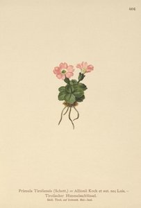 Pierwiosnek tyrolski (Primula tyrolensis, Primula Tirolensis, Primula Allionii) autorstwa German School