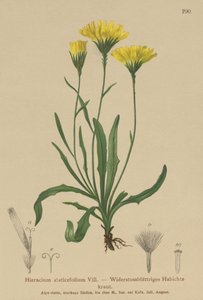Mleczak parasolowy (Hieracium staticefolium, Hieracium staticifolium, Tolpis staticifolia, Chlorocrepis staticifolium, Chlorocrepis staticifolia) autorstwa German School