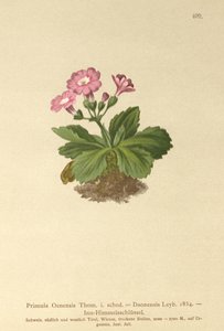 Wiesiołek Val-Daone (Primula Oenensis, Primula Daonensis) autorstwa German School