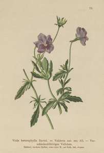Valderia Violet (Viola heterophylla, Viola Valderia) autorstwa German School