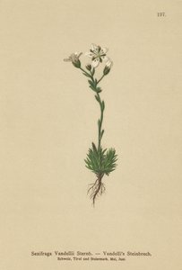 Skalnica Vandellis (Saxifraga Vandellii) autorstwa German School