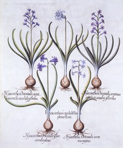 Odmiany hiacynta z cebulką, z Hortus Eystettensis, Basil Besler (1561-1629), wyd. 1613 (grawerowanie ręcznie kolorowane) autorstwa German School
