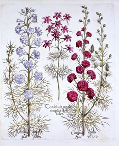 Odmiany Larkspur, z Hortus Eystettensis, Basil Besler (1561-1629), wyd. 1613 (grawerowanie ręcznie kolorowane) autorstwa German School