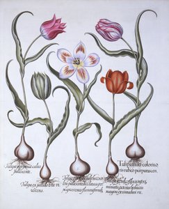 Odmiany tulipana, z Hortus Eystettensis, Basil Besler (1561-1629), wyd. 1613 (grawerowanie ręcznie kolorowane) autorstwa German School