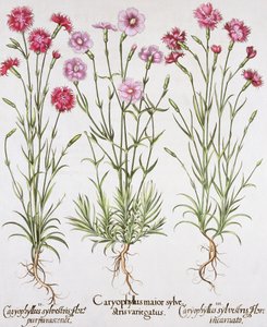 Różne odmiany goździka, z Hortus Eystettensis Basila Beslera (1561-1629), wyd. 1613 (ręcznie kolorowane grawerowanie) autorstwa German School