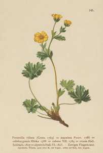 Pięciornik kosmki (Potentilla villosa, Potentilla maculata, Potentilla rubens, Potentilla crocea, Potentilla alpestris, Potentilla salisburgensis) autorstwa German School