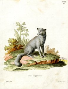 Virginian Fox (kolorowy grawerunek) autorstwa German School