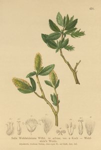 Wierzba Waldsteins (Salix Waldsteiniana, Salix arbusc. var.) autorstwa German School
