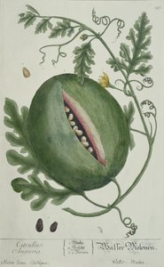 Arbuz, z A Curious Herbal, wydanie niemieckie, wyd. 1757 autorstwa German School