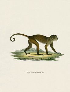 Weeper Capuchin (kolorowy grawerunek) autorstwa German School