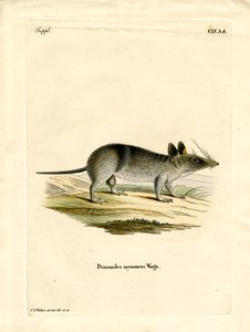 Western Barred Bandicoot (kolorowy grawerunek) autorstwa German School