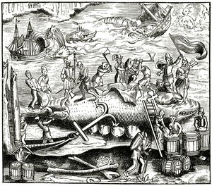 Połów wielorybów, według drzeworytu w Cosmographie Universelle of Munster, opublikowanym 1552 autorstwa German School