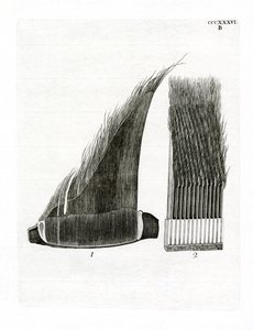 Whale Baleen Plates (kolorowy grawerunek) autorstwa German School