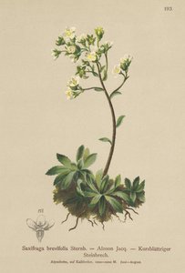 Skalnica Biała (Saxifraga brevifolia, Saxifraga Aizoon) autorstwa German School
