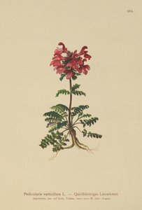 Wszysznica zwyczajna (Pedicularis verticillata) autorstwa German School