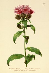 Chaber peruwiański (Centaurea Phrygia) autorstwa German School