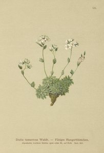 Wolley Whitlow-trawa (Draba tomentosa) autorstwa German School