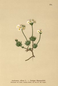 Wolly Rock Jasmine (Androsace villosa) autorstwa German School