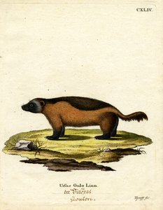 Wolverine (kolorowy grawer) autorstwa German School