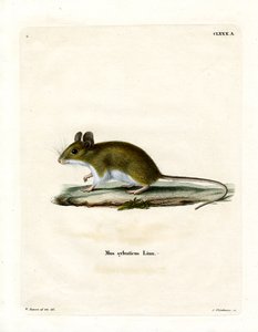 Wood Mouse (kolorowy grawerunek) autorstwa German School