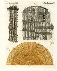 Anatomia drewna autorstwa German School