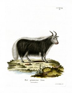 Jak (kolorowy grawer) autorstwa German School