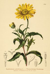 Żółte oko wołu (Buphthalmum salicifolium) autorstwa German School