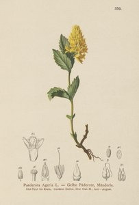 Paederota żółta (Paederota Ageria, Paederota lutea) autorstwa German School