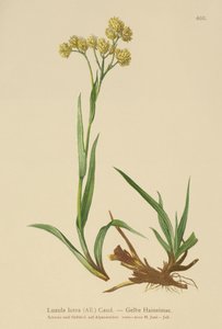 Żółta gorączka leśna (Luzula lutea) autorstwa German School