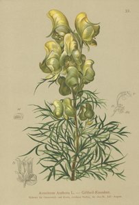 Tojad zwyczajny (Aconitum anthora) autorstwa German School