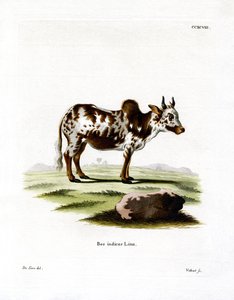 Zebu (kolorowy grawer) autorstwa German School