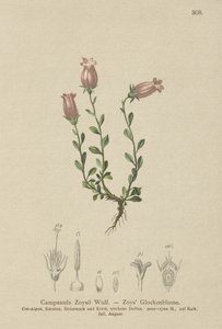 Zois Bellflower (Campanula Zoysii) autorstwa German School
