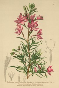Wierzba rozmarynowa (Epilobium rosmarinifolium, Epilobium Dodonaei) autorstwa German School